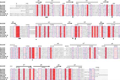 The Structural Basis of Babesia orientalis Lactate Dehydrogenase